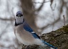 BlueJay-0025.jpg