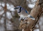 BlueJay-0026.jpg