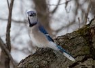 BlueJay-0027.jpg