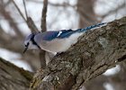 BlueJay-0028.jpg