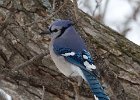 BlueJay-0029.jpg