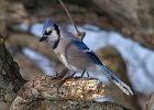 BlueJay-0030.jpg