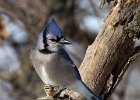 BlueJay-0031.jpg