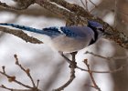 BlueJay-0032.jpg