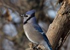 BlueJay-0033.jpg