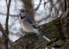 BlueJay-0036.jpg