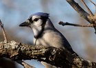 BlueJay-0038.jpg