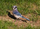 BlueJay-0039.jpg