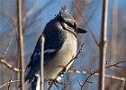 BlueJay-0040.jpg