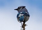 BlueJay-0041.jpg