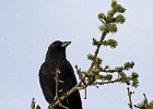 Crow-0002.jpg