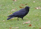 Crow-0005.jpg