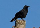 Crow-0006.jpg