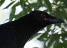 Crow-0009.jpg