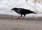 Crow-0010.jpg