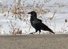 Crow-0012.jpg