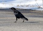 Crow-0013.jpg