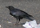 Crow-0014.jpg