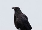 Crow-0015.jpg