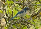 ScrubJay-0002.jpg