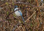 ScrubJay-0003.jpg