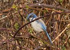 ScrubJay-0004.jpg