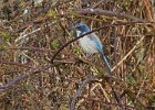 ScrubJay-0005.jpg