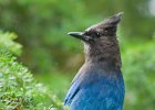 StellarJay-0001.jpg