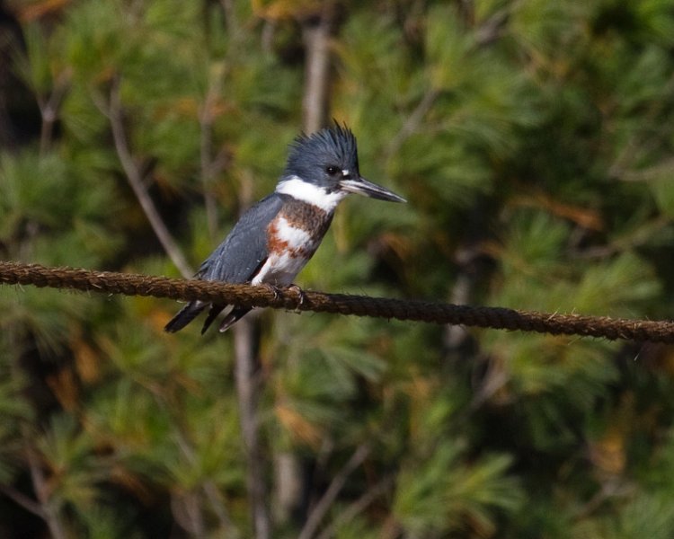 Kingfisher-0011