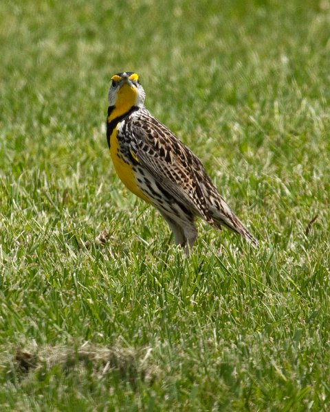 MeadowLark-0004