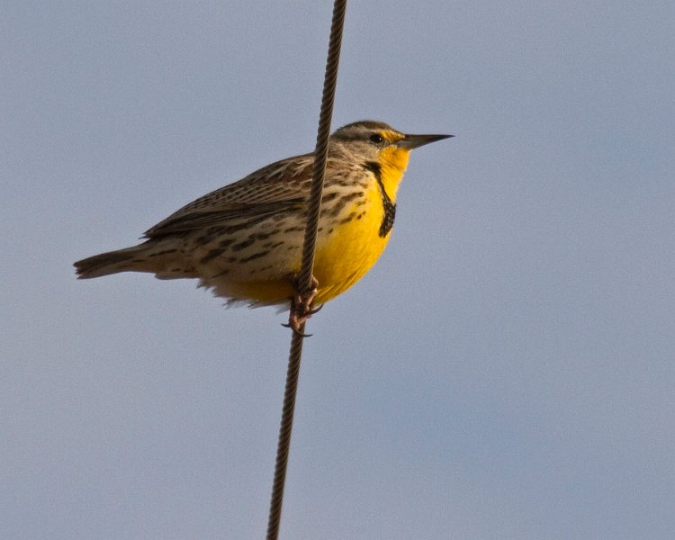 MeadowLark-0009