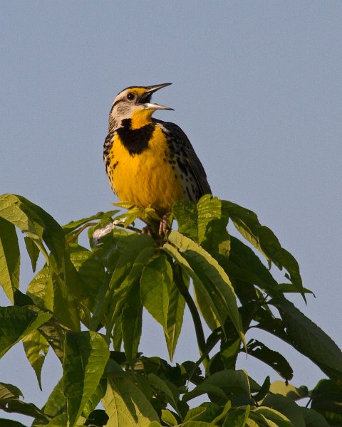 MeadowLark-0015