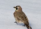 HornedLark-0006.jpg