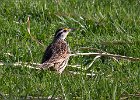 MeadowLark-0003.jpg