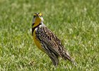 MeadowLark-0004.jpg