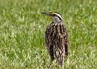 MeadowLark-0005.jpg