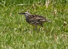 MeadowLark-0006.jpg