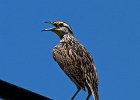 MeadowLark-0007.jpg