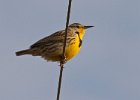 MeadowLark-0009.jpg