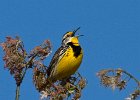 MeadowLark-0010.jpg