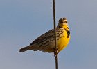 MeadowLark-0011.jpg