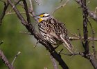 MeadowLark-0012.jpg