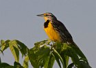 MeadowLark-0013.jpg