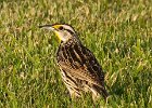 MeadowLark-0014.jpg