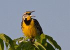 MeadowLark-0015.jpg