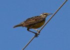 MeadowLark-0016.jpg