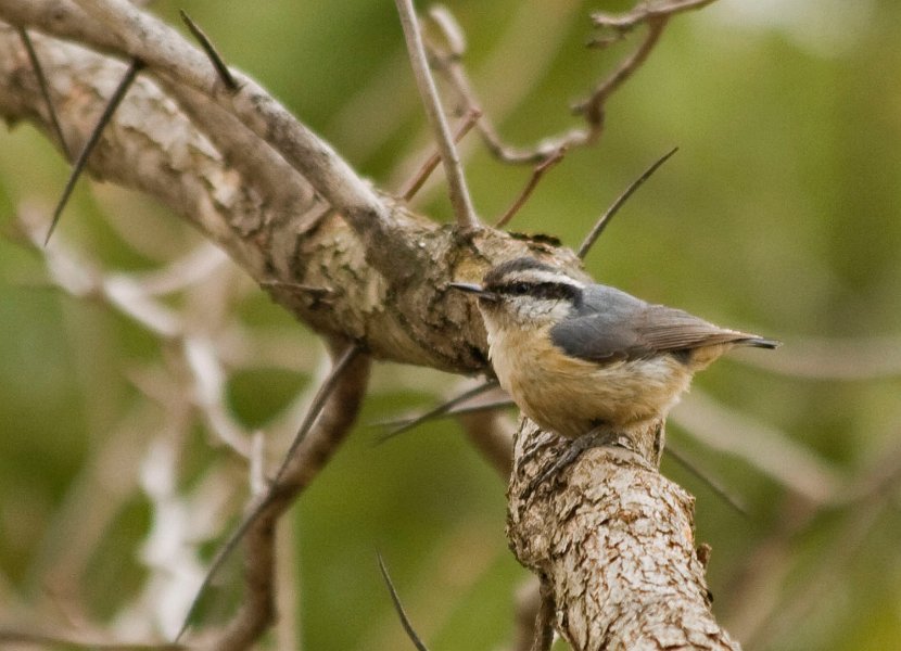 RBNuthatch-0011