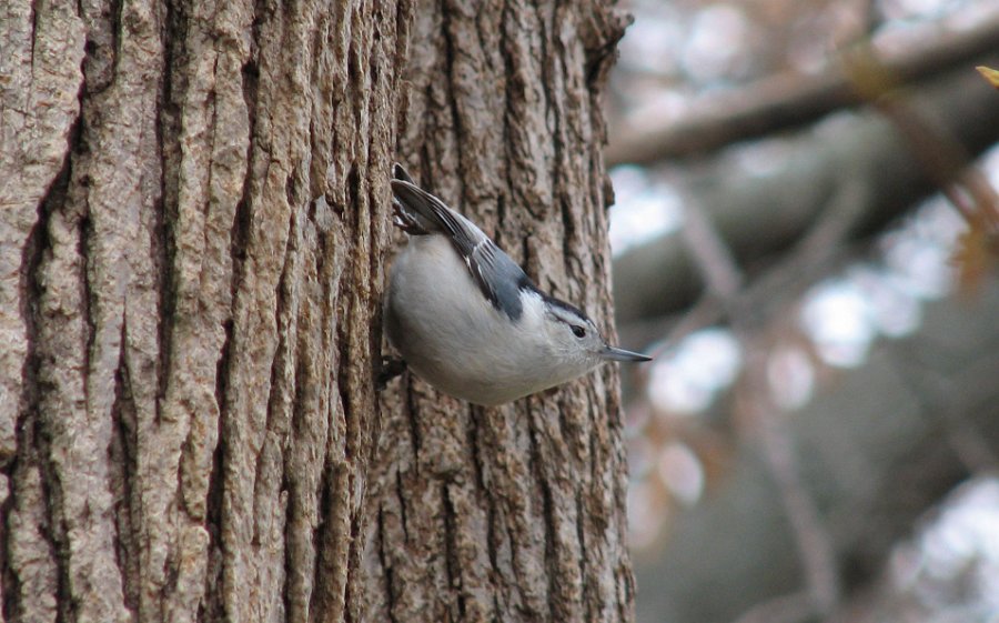 WBNuthatch-0001