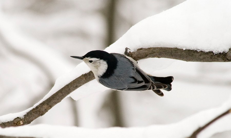 WBNuthatch-0024