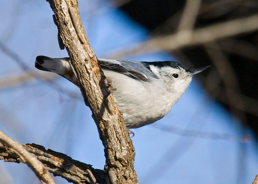 WBNuthatch-0033